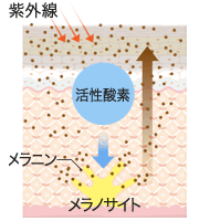 シミの原因 イメージ